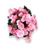 begoniya elatior muv dzhoj pink e1728932038564