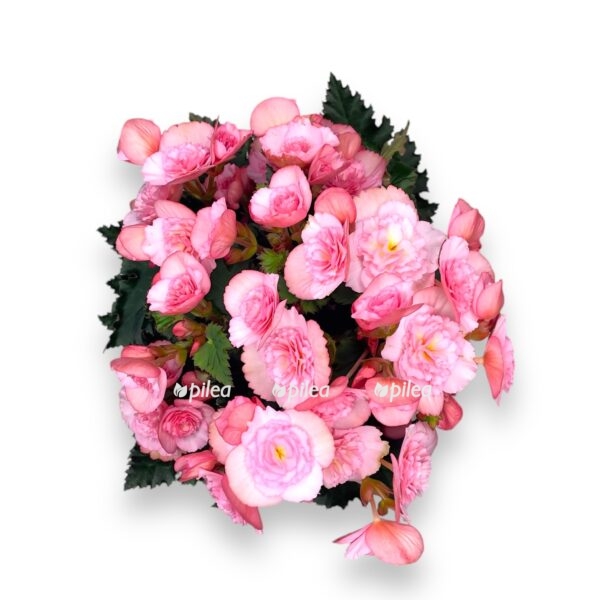 begoniya elatior muv dzhoj pink e1728932038564