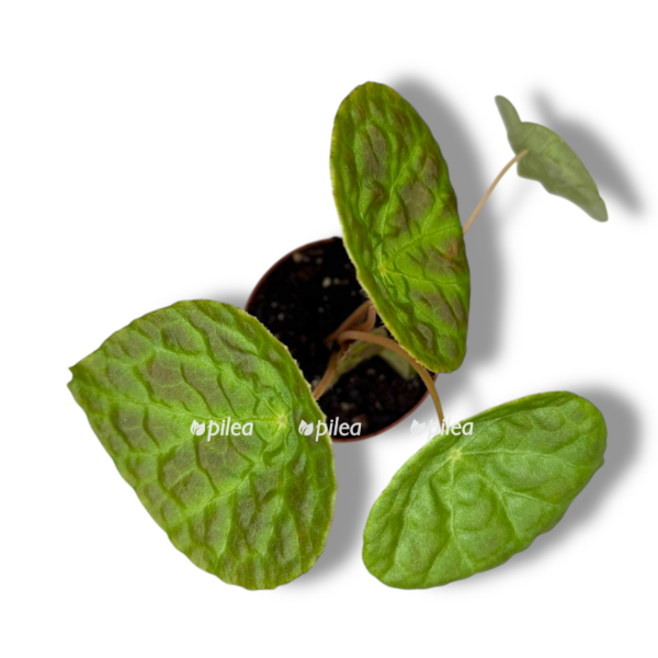 begoniya futoensis e1763880092259