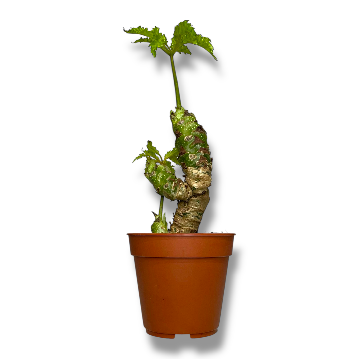 begoniya hajlender 1