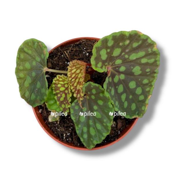 begoniya hlorostikta e1763880063124