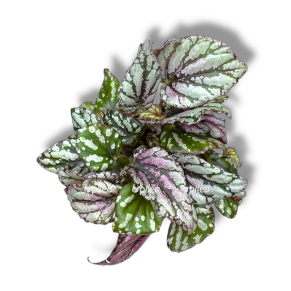 begoniya hyu maklauchian 1 e1757006383866