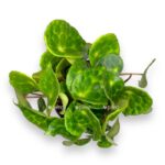 begoniya kingiana 12 20 e1699899753892