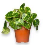 begoniya kingiana 12 20 sm e1699899742364