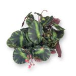 begoniya kleopatra