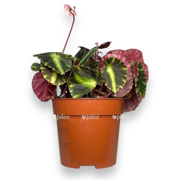 begoniya kleopatra 1015 e1763802728173