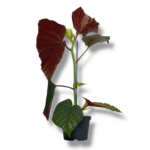 begoniya korallina