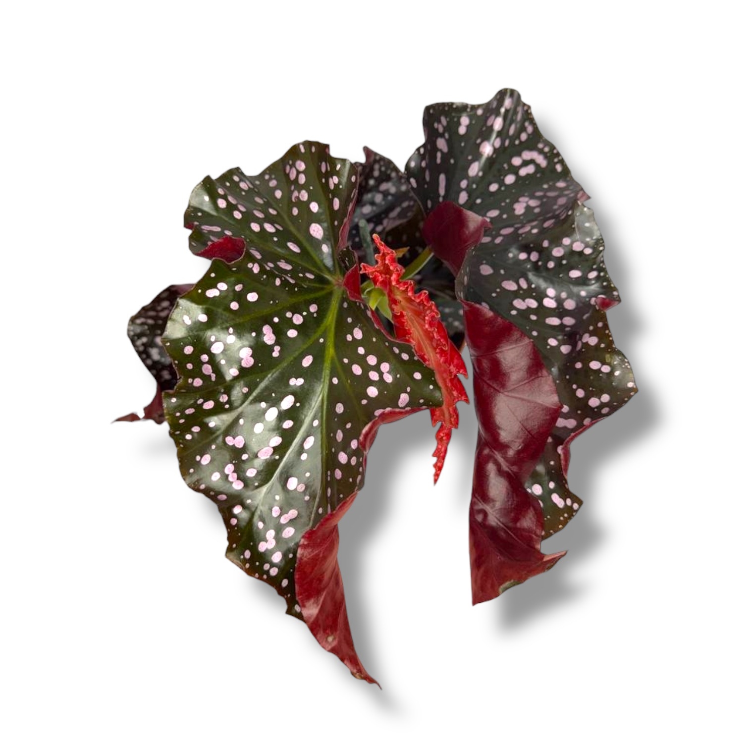 begoniya kraklin rozi