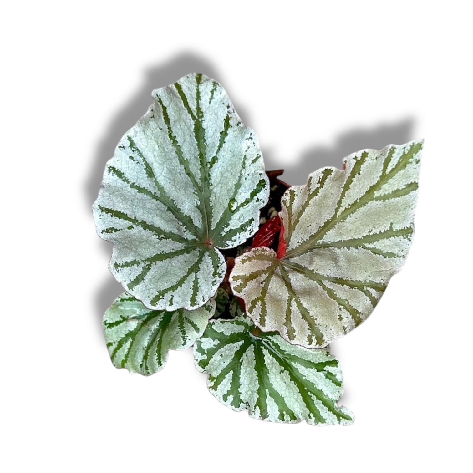 begoniya luking gles