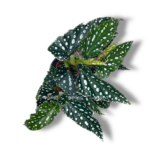 begoniya makulata