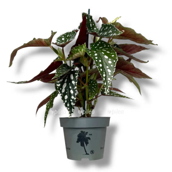 begoniya makulata e1757007399914