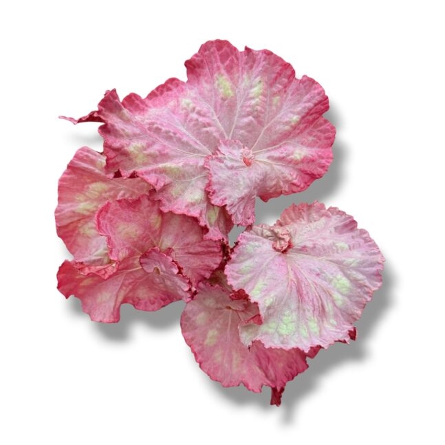 begoniya pink panter e1774288857891