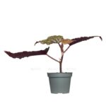 begoniya pink pop e1716712490248