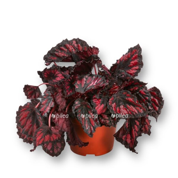 begoniya red kiss e1724859235747