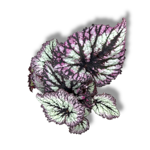 begoniya reks fejerverk e1757007142407