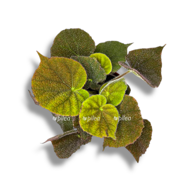 begoniya river e1757006541433