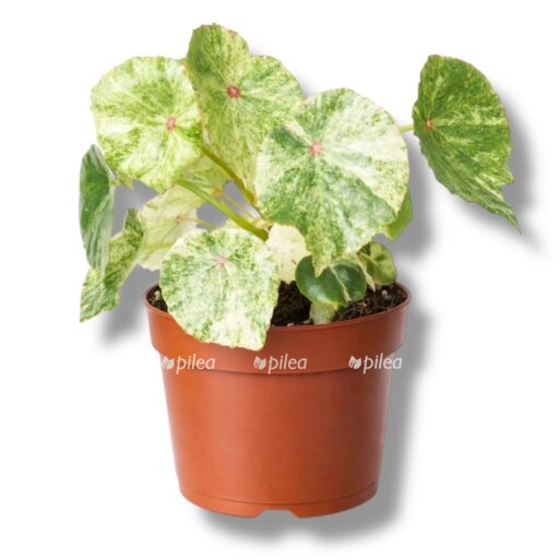 begoniya ruzh variegata e1769269295892