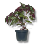 begoniya serratipetala e1757005853803