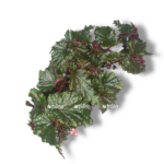 begoniya serratipetala e1757005862856