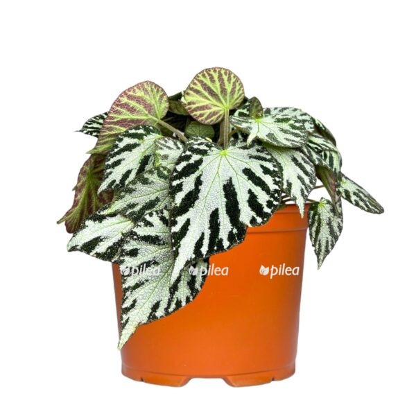 begoniya silver dzhevel 1 1 e1724731029357