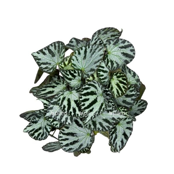 begoniya silver dzhevel e1724731021473