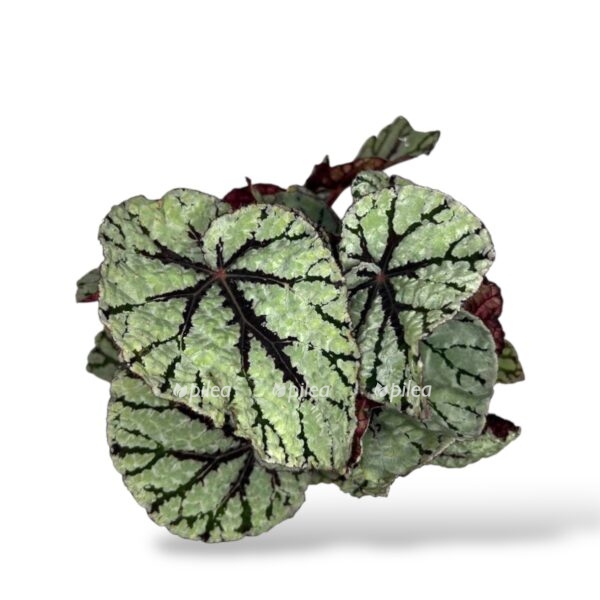 begoniya silver fedor 1 1 e1742963065854