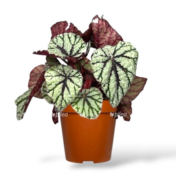 begoniya silver fedor 1 2 e1742963079536