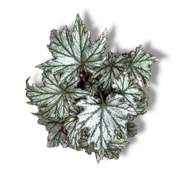 begoniya spejs star e1757007006911