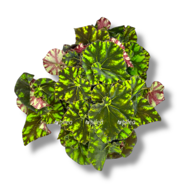 begoniya spirit e1757006872448