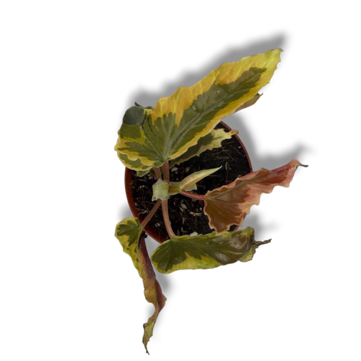 begoniya sprej spot variegata