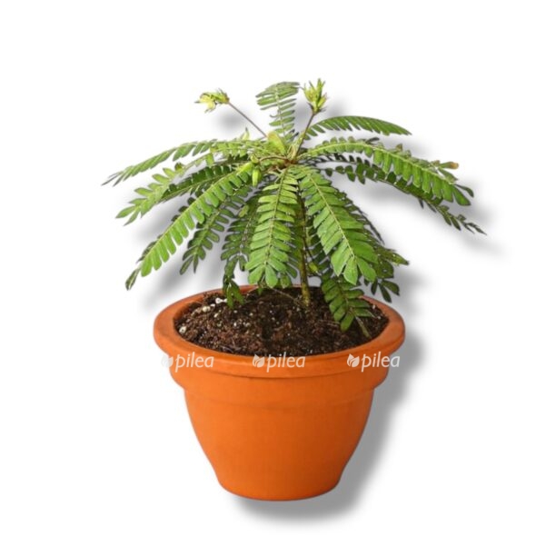 biofitum sensitivium e1770026409776