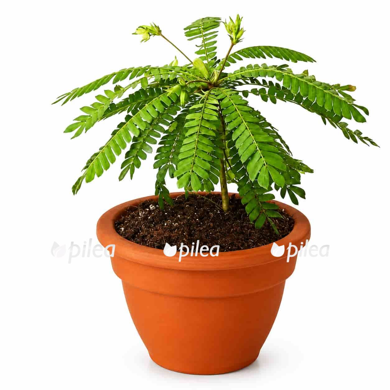 biophytum-sensitivum Биофитум Сенситивиум купитьйБиофитум Сенситивиум