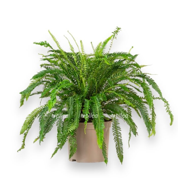 blehnum spikant 1 1 e1701958753462