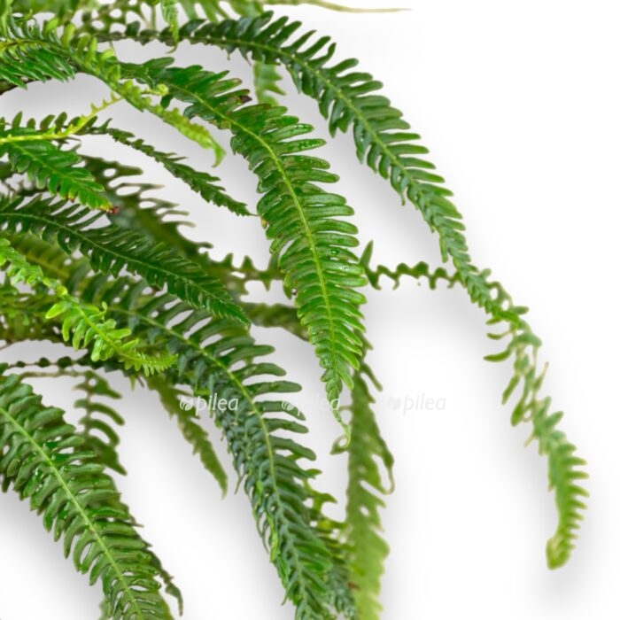 blehnum spikant e1701958744781