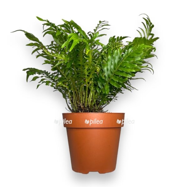 blekhnum gibbum d12 sm e1723308467465