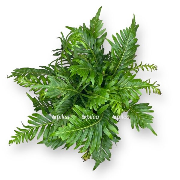 blekhnum gibbum e1723308501406