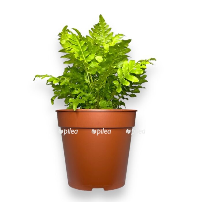 blekhnum silver ledi e1711048052142