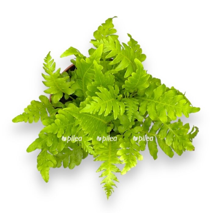 blekhnum silver ledi e1711048066769