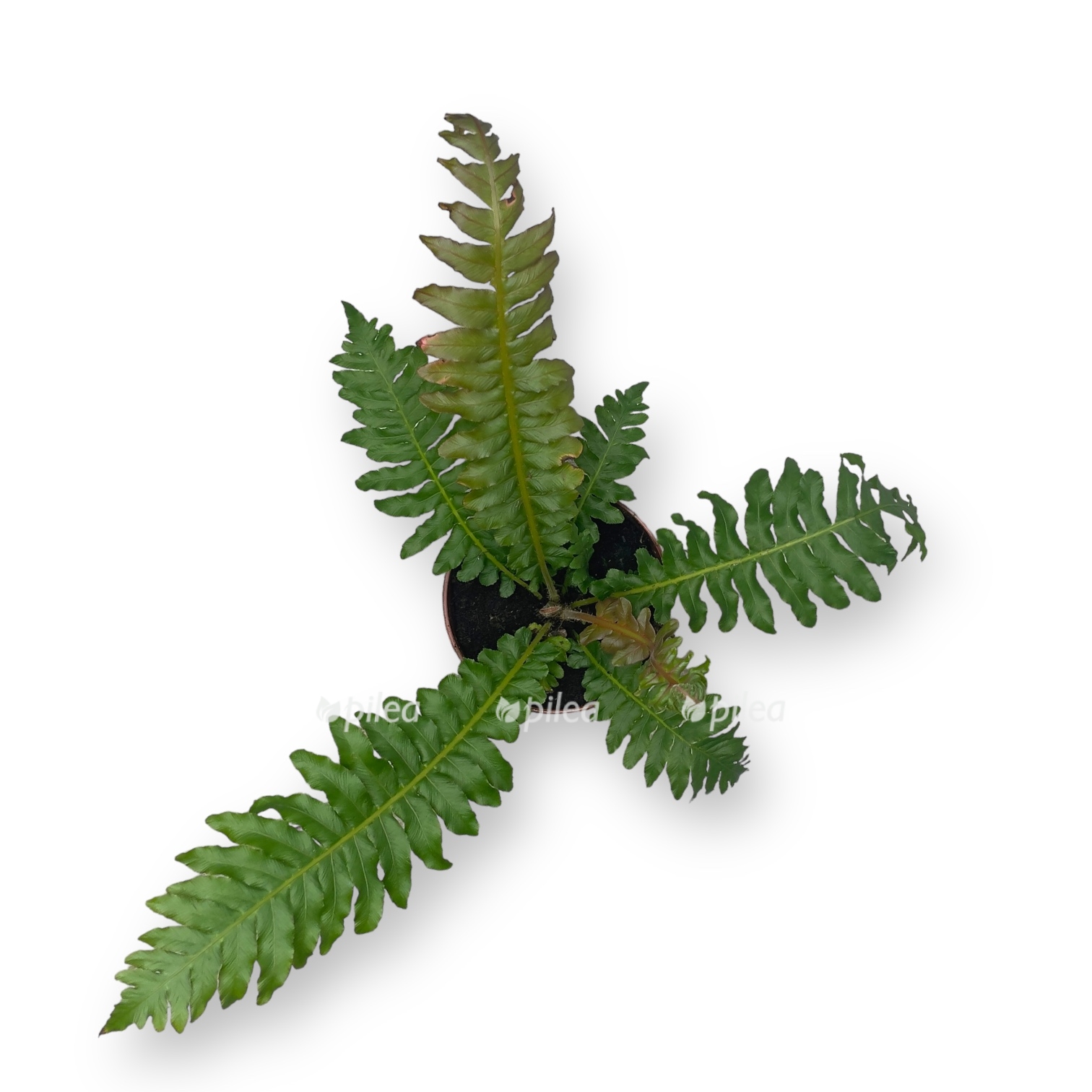 blekhnum vulkano d12 h30 sm