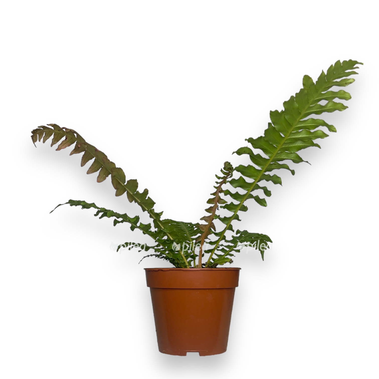 blekhnum vulkano d12 sm