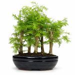 Бонсай Метасеквойя "Лес" купить