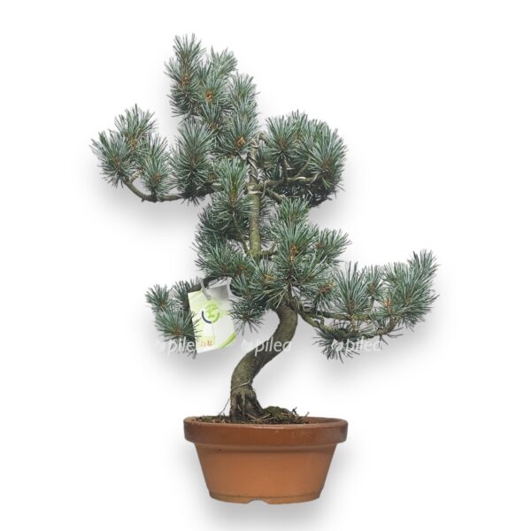 bonsai pinus e1767685521258