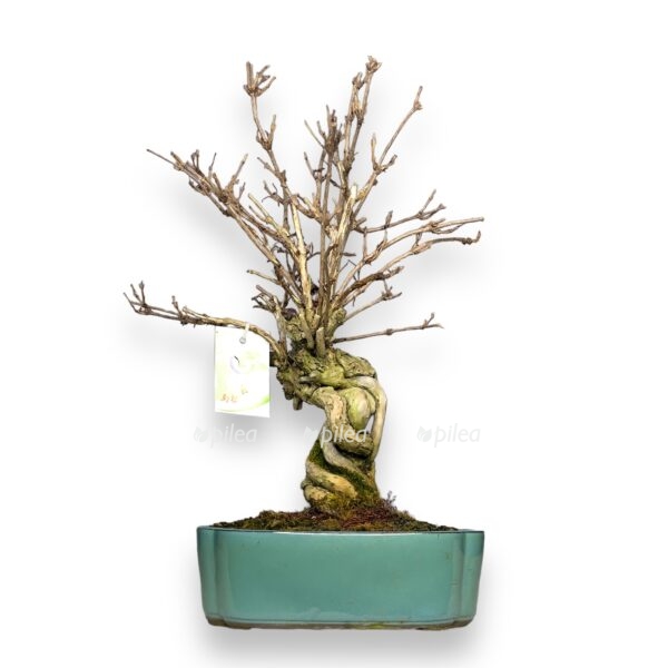 bonsai weigela e1767686365889