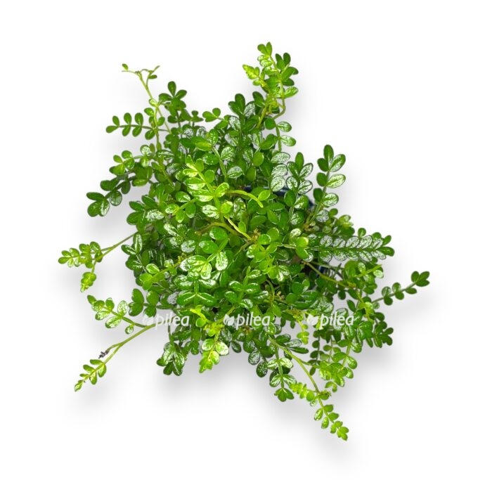 bonsai zanthoxylum d21 h30 e1699280789217