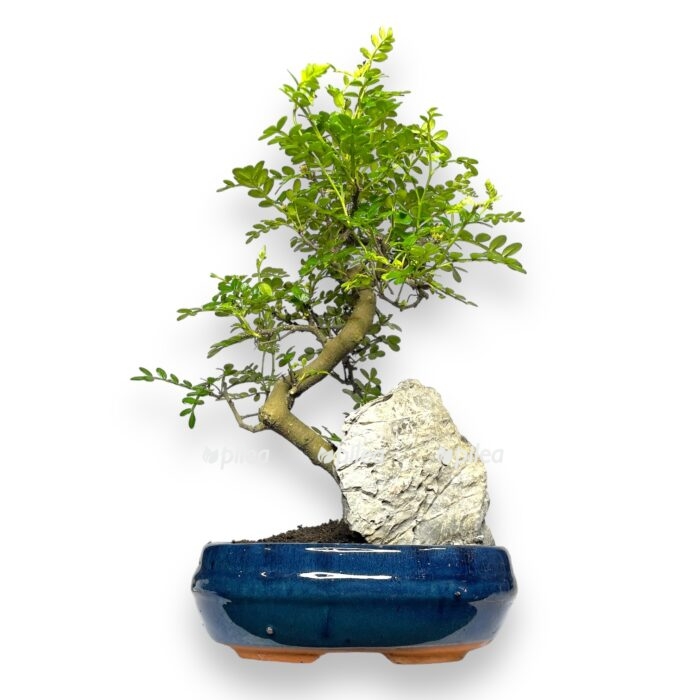 bonsai zanthoxylum d21 h30 sm e1699280795498