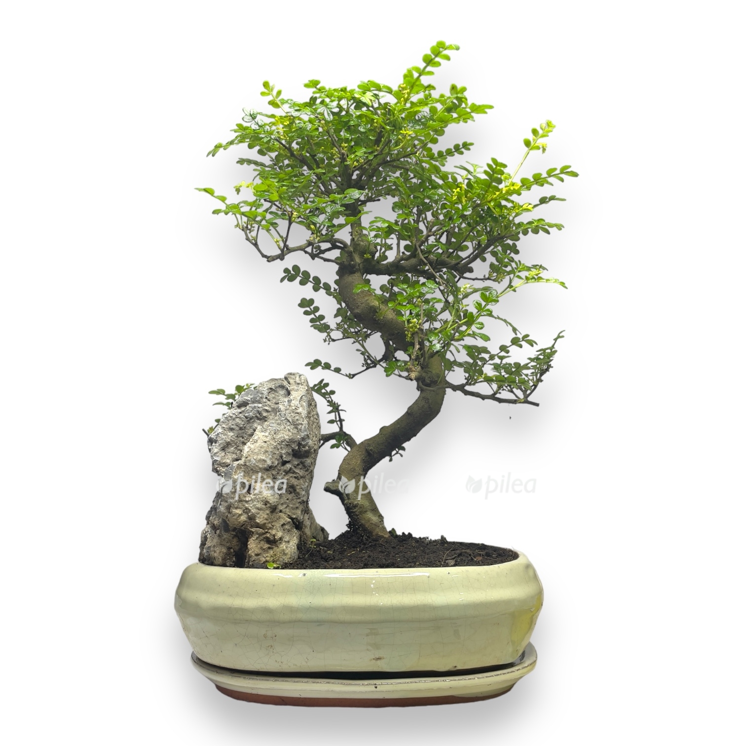 bonsai zanthoxylum d26 h40 sm