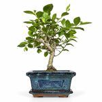 bonsai zelkova