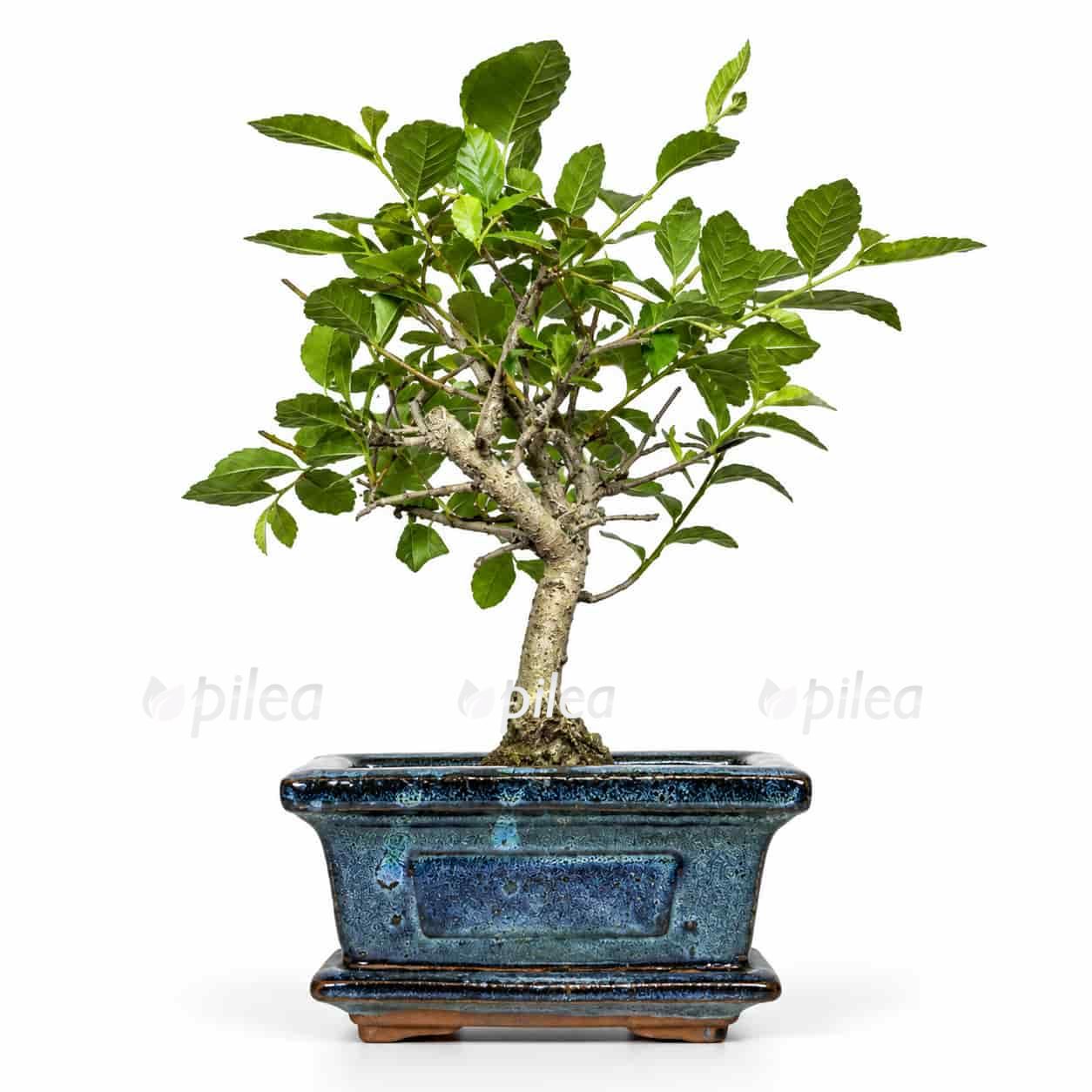 bonsai-zelkova bonsai zelkova