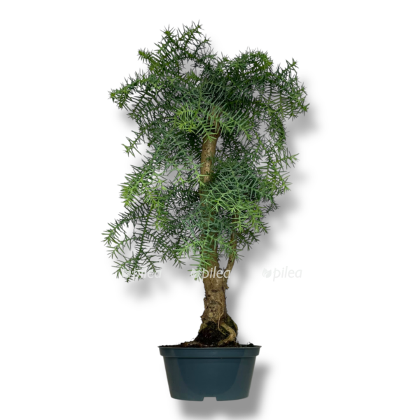 bonsaj araukariya 1 e1767590266501