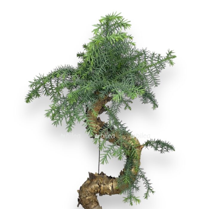 bonsaj araukariya e1701279756195